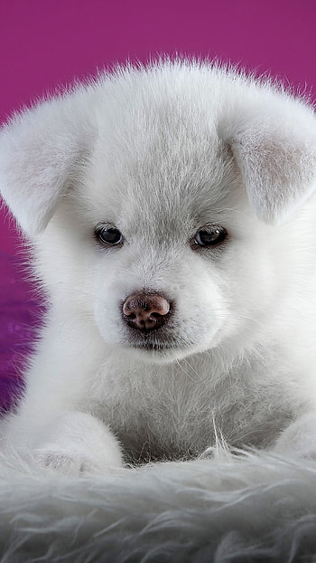 Akita Puppy, baby animal, cute, puppy, dog, Animal HD phone wallpaper