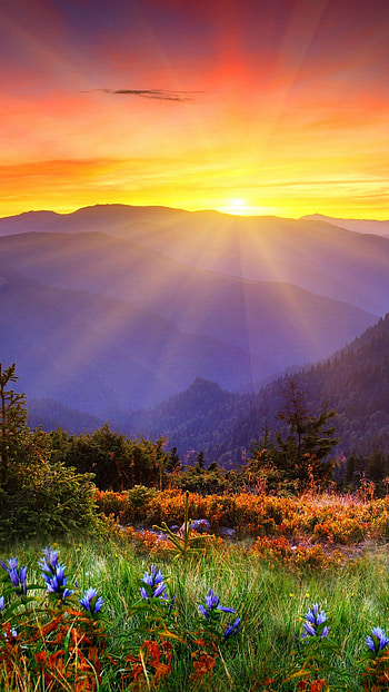New Zealand , Mountain sunset, Flowers field, Nature beauty HD phone wallpaper