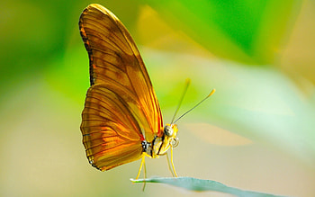 Sun, Macro, Sheet, Leaf, Insect, Butterfly, Wings, Proboscis HD wallpaper