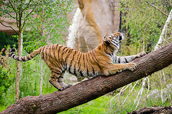 Animals, Wood, Tree, Predator, Tiger, Stretch HD wallpaper
