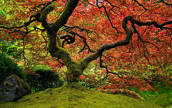 Tree, beautiful, nature, amazing HD wallpaper