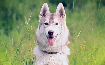 Animals, Dog, Muzzle, Sight, Opinion, Open Mouth, Collar HD wallpaper