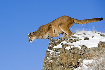 puma for jasnas, mountain lion, puma, cat, jump, natire HD wallpaper