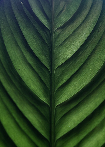 Macro, Texture, Surface, Leaflet HD phone wallpaper