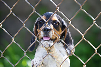 Animals, Dog, Fence, Puppy, Beagle, Hound HD wallpaper