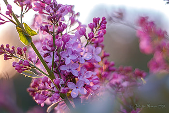 Serene Lilac Blossoms in Nature – Floral, nature, lilac HD wallpaper