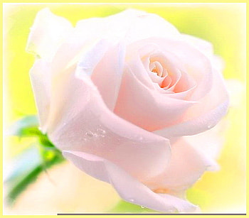 For Bonnie - Thank you, rose, pink, green stem, yellow, flower HD wallpaper