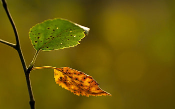 Background, Autumn, Macro, Sheet, Leaf, Branch HD wallpaper