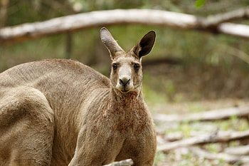 The eastern grey, Kangaroos HD wallpaper