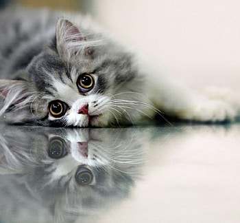 kitty reflection, cat, glass table, kitty, reflection HD wallpaper