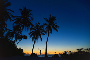 Silhouette, palm trees, blue sky, man HD wallpaper