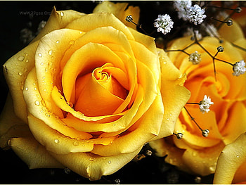Yellow yellow rose, rose, nature, yellow, flower HD wallpaper