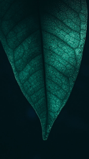 Leaf Nature, Green leaf, Macro, Samsung Galaxy HD phone wallpaper