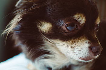 Animals, Fluffy, Dog, Muzzle, Small HD wallpaper
