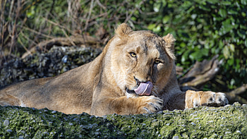 Animals, Predator, Big Cat, Lioness, Protruding Tongue, Tongue Stuck Out HD wallpaper