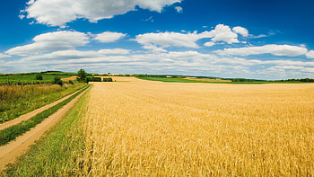 Landscape, Fields HD wallpaper
