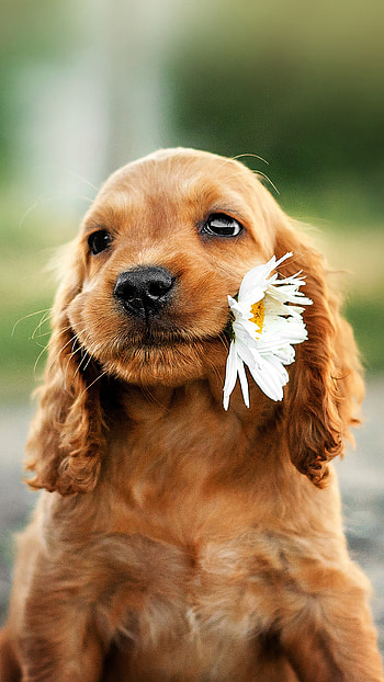 Cocker Spaniel, Pets HD phone wallpaper