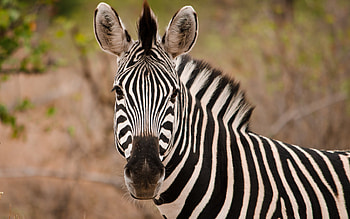 Zebra, animal, stripes, Africa HD wallpaper