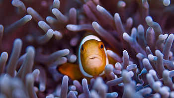 Sea anemone, Sea Animals HD wallpaper