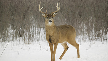 Animals, Deers HD wallpaper