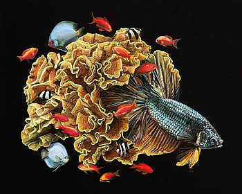 :), pesti, lisa ericson, fish, blue, coral, black, art, summer, fantasy, red, yellow, vara HD wallpaper