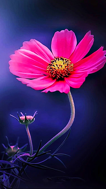 Flower, sky, pink HD phone wallpaper