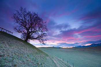 Tree, sky, forests, nature HD wallpaper