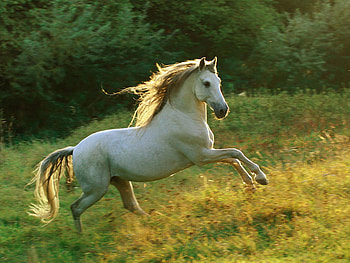 Born to dom, grass, horse, nature, field HD wallpaper