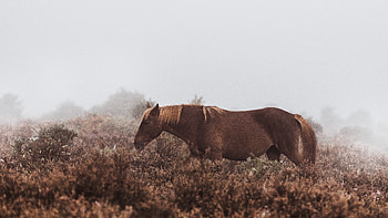 Wild Horse , horse, animals HD wallpaper