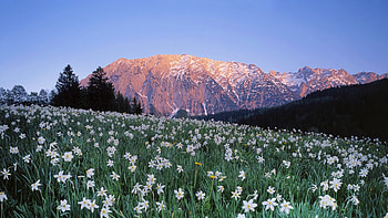 Spring in Mountains, landscape, trees, Nature, flowers, spring, mountains, forest HD wallpaper