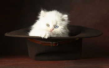 Animals, Light, Fluffy, Kitty, Kitten, Light Coloured, Hat HD wallpaper