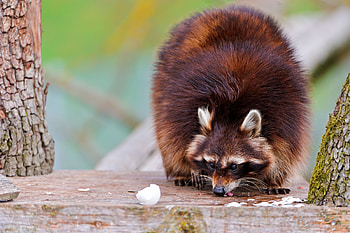 Animals, Food, Fluffy, Climb, Raccoon HD wallpaper