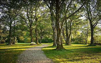Path in the Park, bench, path, trees, nature, park HD wallpaper
