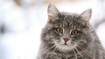 Animals, Cats HD wallpaper