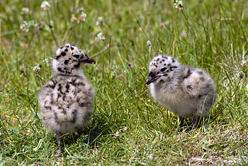Animals, Grass, Bird, Chick, Chicken HD wallpaper