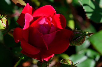 Macro Shadow Rose, macro rose, red rose, pretty rose HD wallpaper