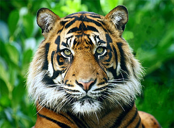 Tiger, t HD wallpaper