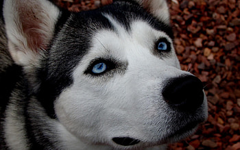 Animals, Dog, Spotted, Spotty, Husky, Haska, Blue Eyed, Blue-Eyed HD wallpaper