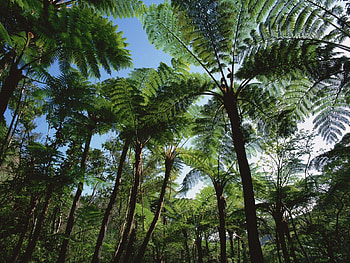 Nature, Trees, Palms, Crown, Crowns HD wallpaper
