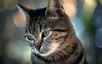 Animals, Cat, Muzzle, Eyes, Sadness, Sorrow HD wallpaper