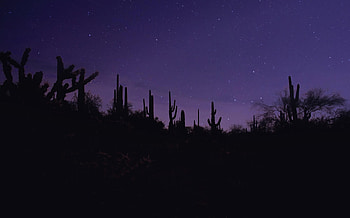 Violet, Cactuses, Night, Dark, Silhouettes, Purple HD wallpaper