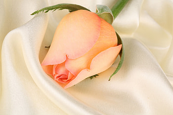 Flowers, Flower, Rose Flower, Rose, Bud, Close-Up, Cloth HD wallpaper