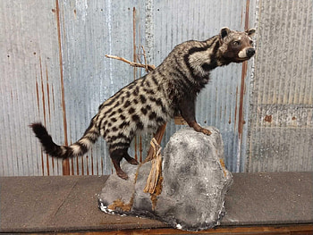 Taxidermy mount, African civet cat HD wallpaper