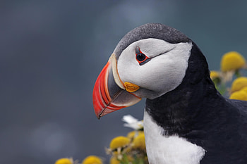 Vibrant Puffin Portrait: Stunning Animal, Animal, puffin HD wallpaper