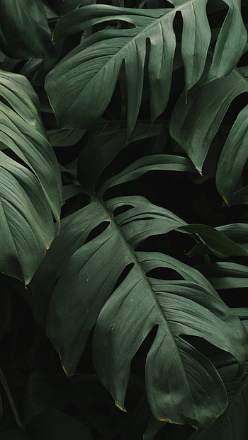 Green Leaf, Big and green, Flora , Sony Xperia Z5 Premium HD phone wallpaper