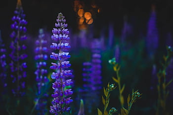 Enchanting field of lupines glowing at twilight with bokeh effect. HD wallpaper