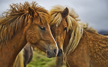 Animals, Horses, Couple, Pair, Care, Tenderness HD wallpaper