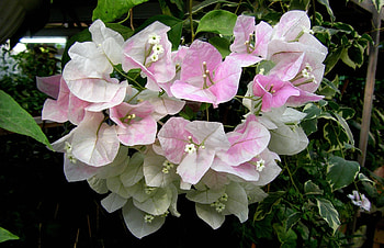 Flowers, Close-Up, Bloom, Flowering, Greens, Bougainvillea HD wallpaper