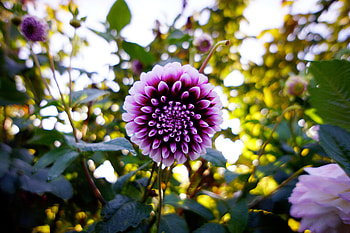 Flowers, Violet, Flower, Bloom, Flowering, Purple, Dahlia HD wallpaper