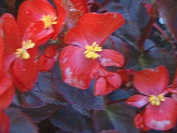 Red Beauty, simple, plant, pretty, flower, red, nature HD wallpaper